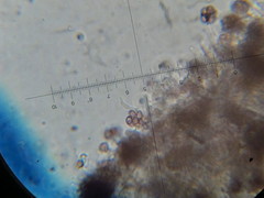 Psilocybe neoxalapensis