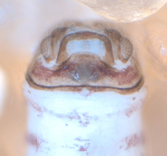 Peripsocus subfasciatus