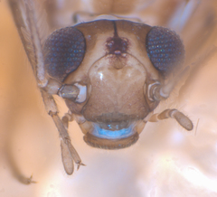 Peripsocus subfasciatus