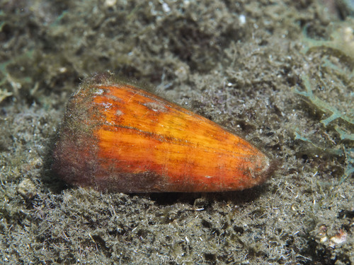 Conus daucus observed 2025-07-08