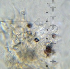 Psilocybe neoxalapensis