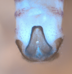 Peripsocus subfasciatus