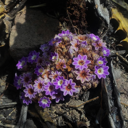 Lennoa madreporoides (Lennoa madreporoides)