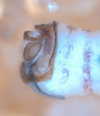 Peripsocus subfasciatus