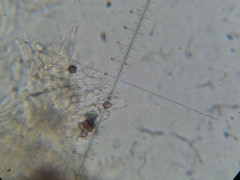 Psilocybe neoxalapensis