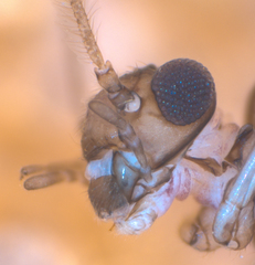 Peripsocus subfasciatus