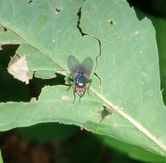 Eudasyphora