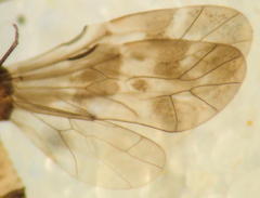 Peripsocus subfasciatus