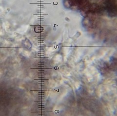 Psilocybe neoxalapensis