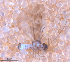 Peripsocus subfasciatus