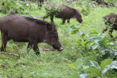 Sus scrofa cristatus