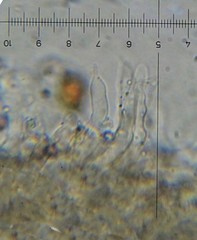 Psilocybe neoxalapensis
