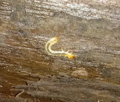 Dendroides canadensis
