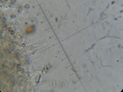 Psilocybe neoxalapensis