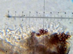 Psilocybe neoxalapensis