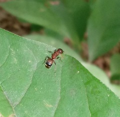 Myrmosa unicolor