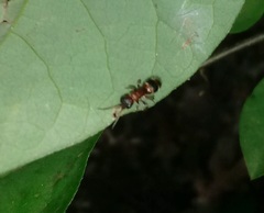 Myrmosa unicolor