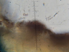 Psilocybe neoxalapensis