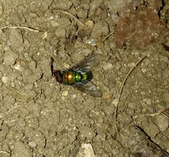Lucilia illustris