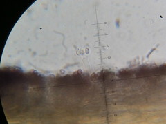 Psilocybe neoxalapensis