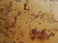 Psilocybe neoxalapensis