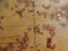 Psilocybe neoxalapensis