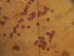 Psilocybe neoxalapensis