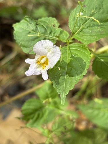 Yellow Kashmir Balsam (Impatiens edgeworthii)