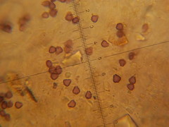 Psilocybe neoxalapensis