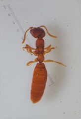 Pseudisobrachium beggsae
