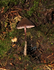 Psilocybe neoxalapensis
