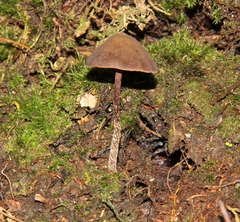 Psilocybe neoxalapensis