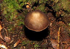 Psilocybe neoxalapensis
