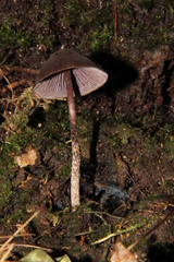 Psilocybe neoxalapensis