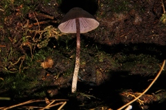 Psilocybe neoxalapensis