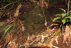Psilocybe neoxalapensis
