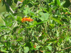 Lantana camara camara