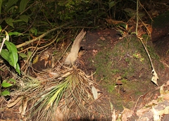 Psilocybe neoxalapensis