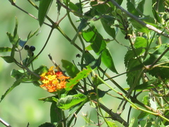 Lantana camara camara