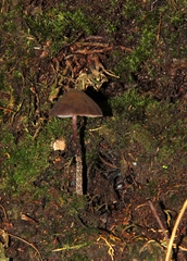 Psilocybe neoxalapensis