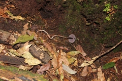 Psilocybe neoxalapensis
