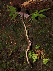 Psilocybe neoxalapensis