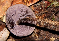 Psilocybe neoxalapensis
