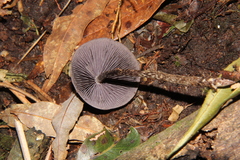 Psilocybe neoxalapensis