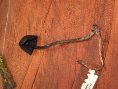 Psilocybe neoxalapensis