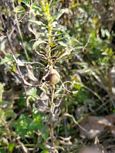 Unknown species found near Madison, WI 53719, USA