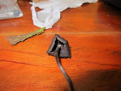 Psilocybe neoxalapensis