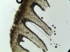 Psilocybe neoxalapensis