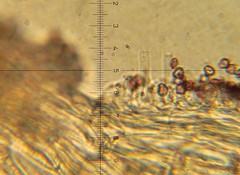 Psilocybe neoxalapensis