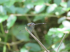 Micrathyria hypodidyma